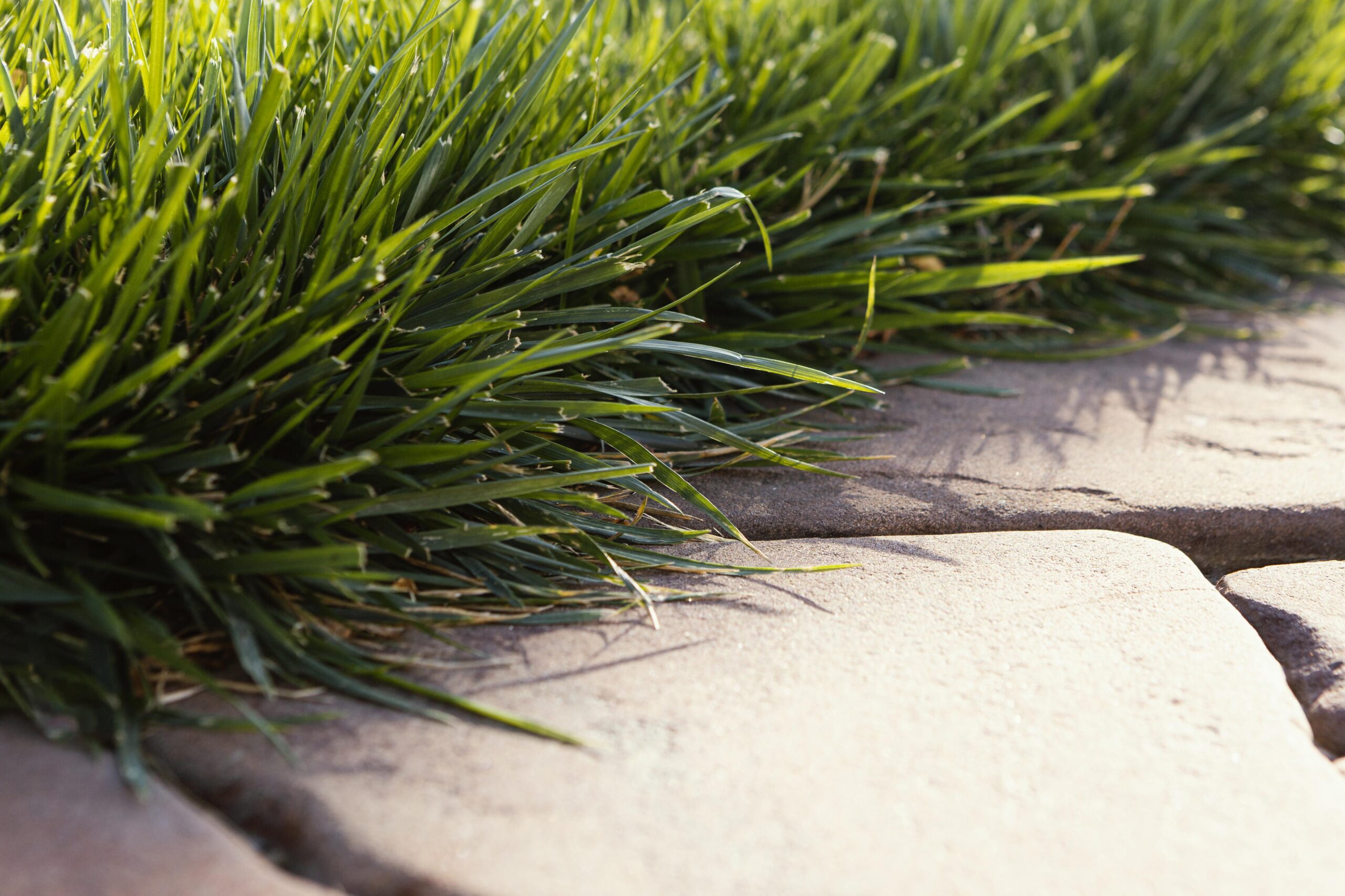 natural-grass-close-up