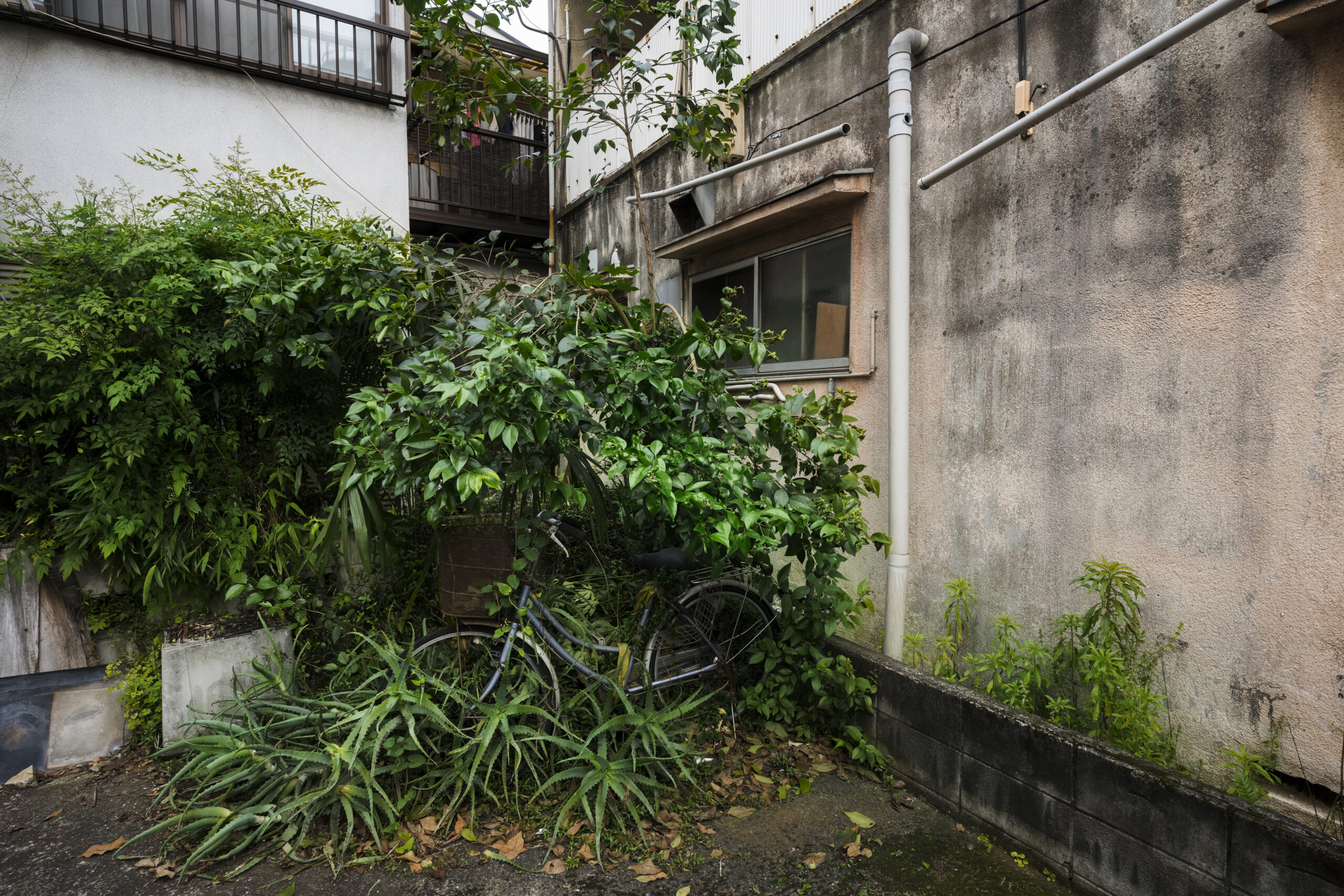 old-abandoned-house-plants